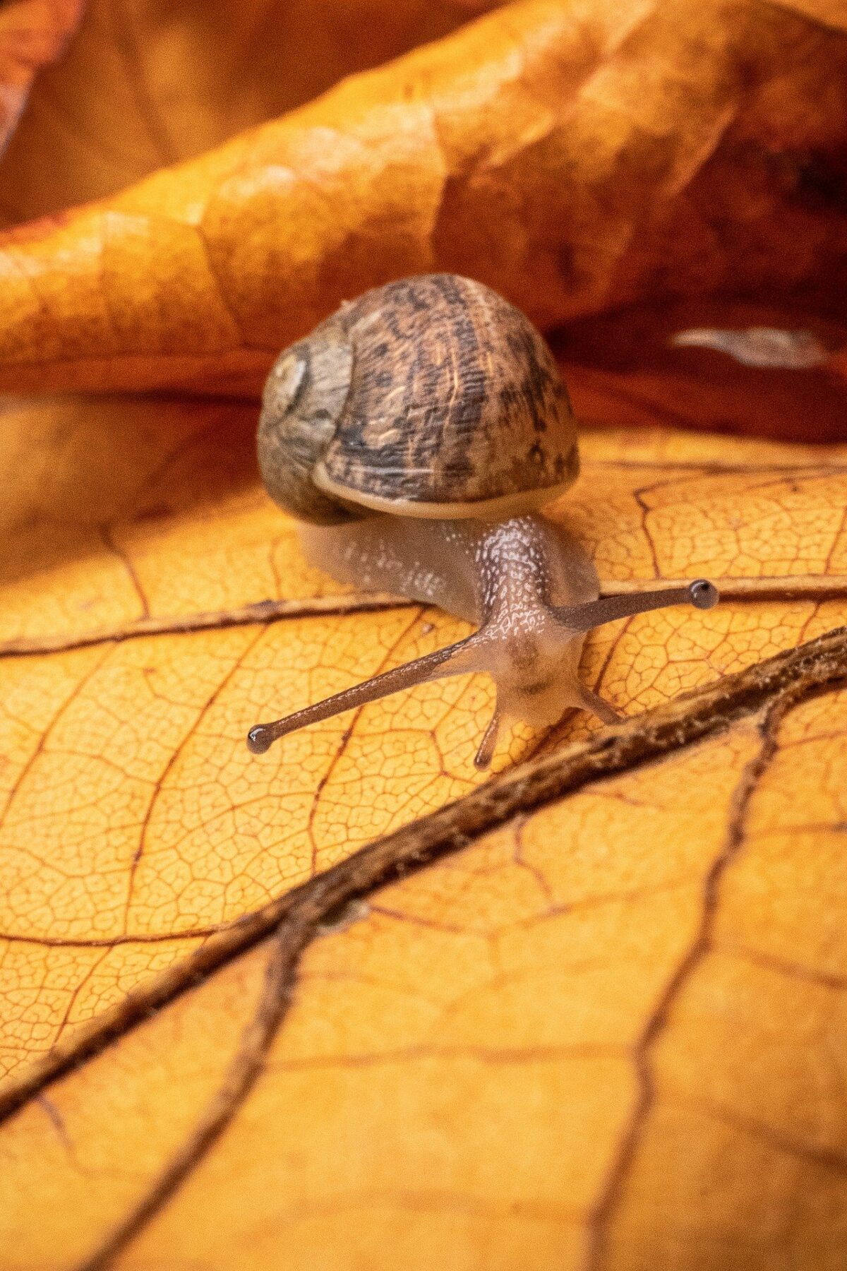 snail-g9f042f5a7_1920